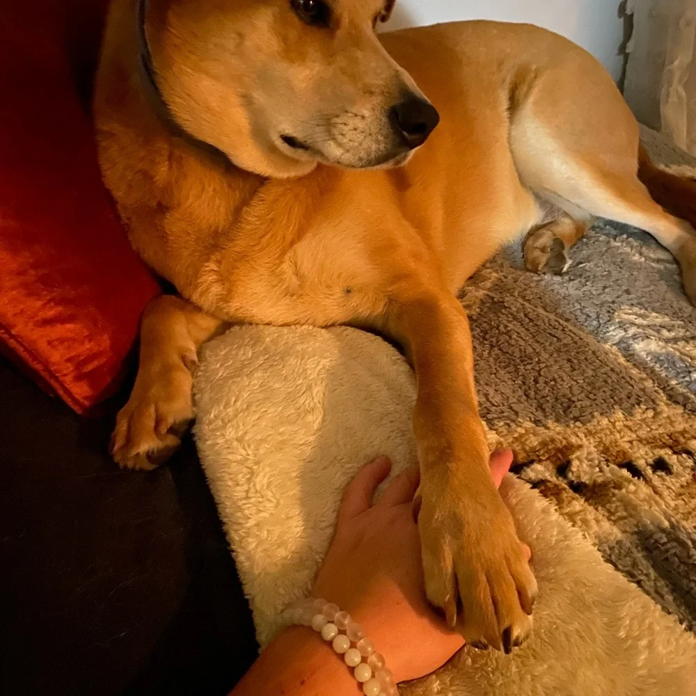 🐶 PROTECT/SOOTHE 🐶 your dog’s 🐾 paws/foot pads— Miracle Healing ❤️‍🩹 balm